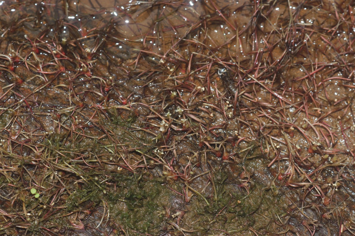 Zeylanidium subulatum (Gardner) C.Cusset